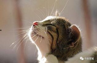 娱乐吃瓜酱猫抱枕